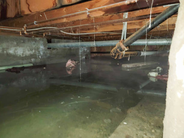 Best Professional water damage repair  in Drumright, OK
